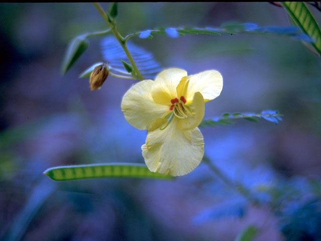 Chamaecrista fasciculata var. fasciculata (Partridge pea) #15183