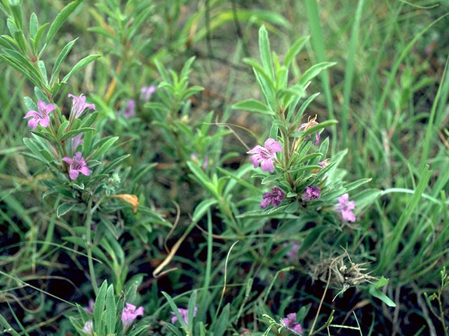 Dyschoriste linearis (Snake herb) #14990