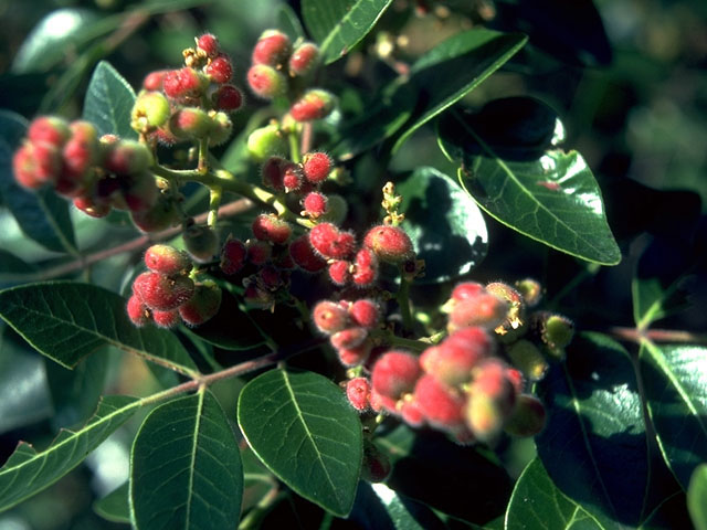 Rhus virens (Evergreen sumac) #15003