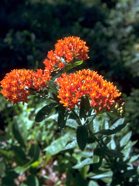 Asclepias tuberosa (Butterflyweed) #15011