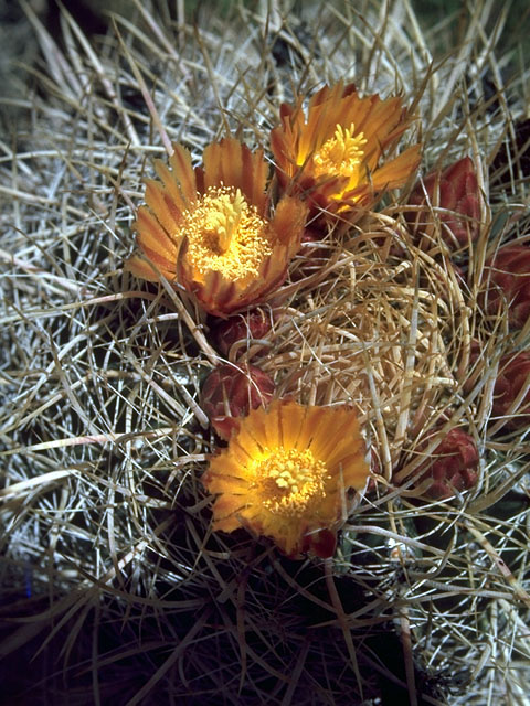 Ferocactus wislizeni (Candy barrel) #15033