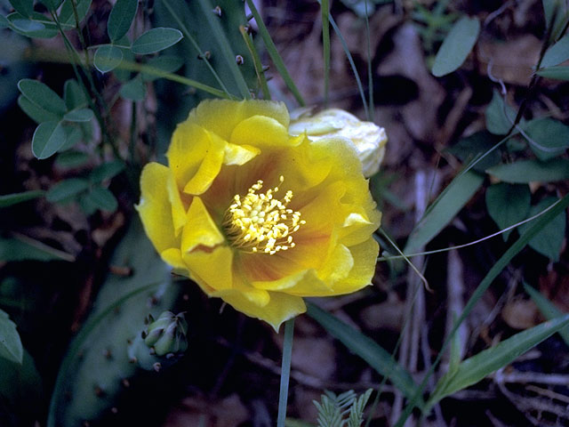 Opuntia humifusa (Low prickly pear) #15036