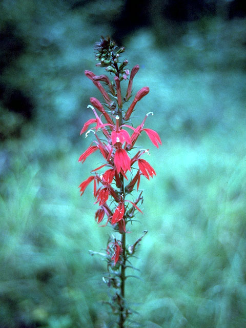 Lobelia cardinalis (Cardinal flower) #15045