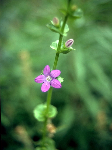 Triodanis perfoliata (Clasping venus's looking-glass) #15046