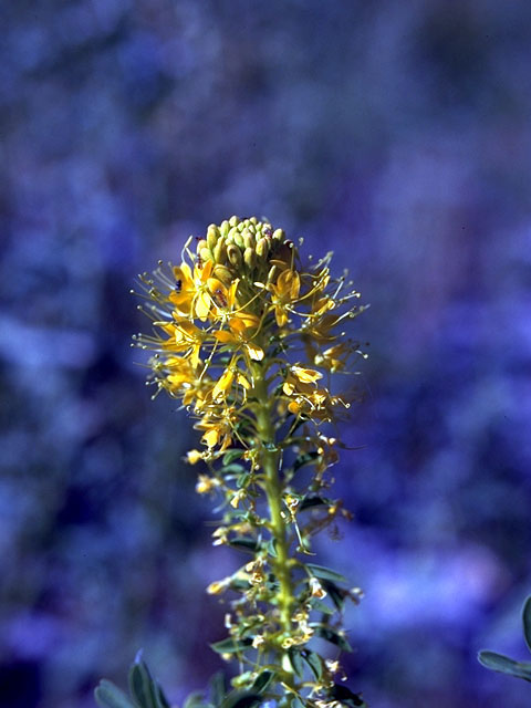 Wislizenia refracta (Spectacle fruit) #15049