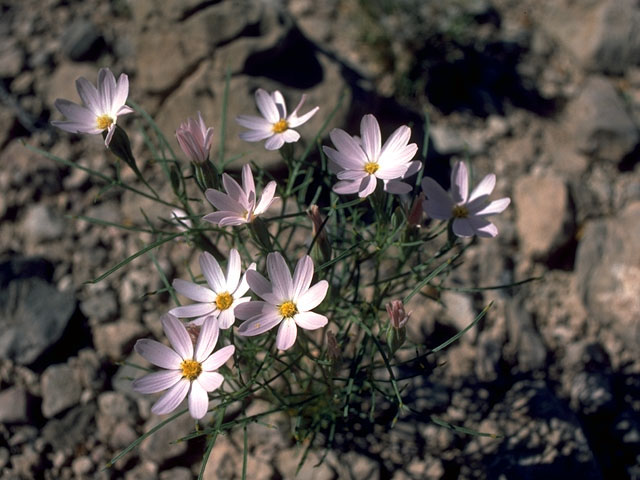 Cosmos parviflorus (Southwestern cosmos) #15073