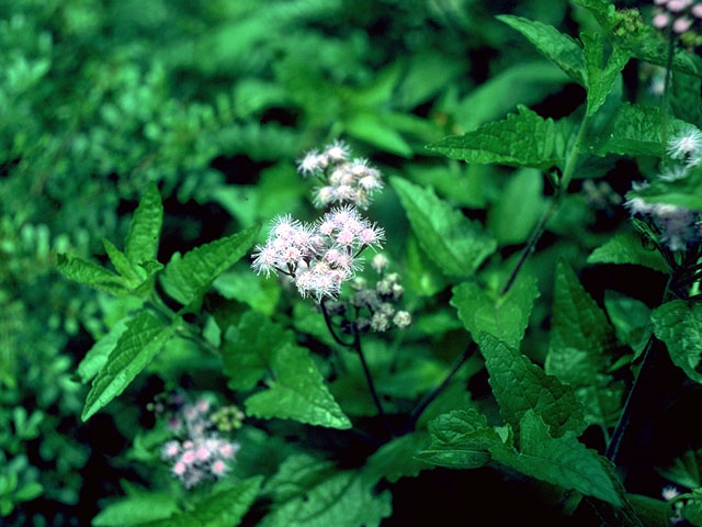 Conoclinium coelestinum (Blue mistflower) #15078