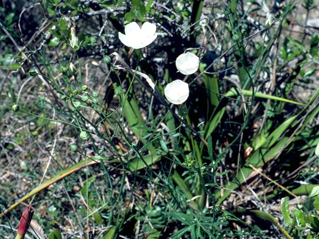 Callirhoe alcaeoides (Light poppymallow) #16670