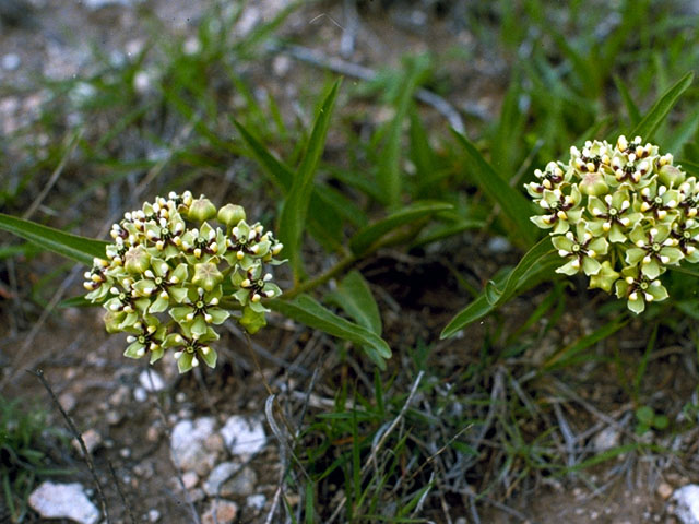 Asclepias asperula (Antelope-horns) #16675