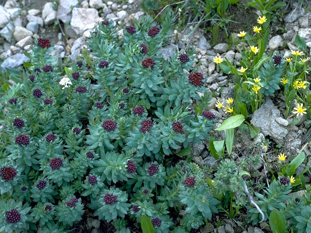 Rhodiola rosea (Roseroot stonecrop) #16686