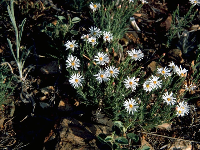 Aphanostephus skirrhobasis (Lazy daisy) #16705