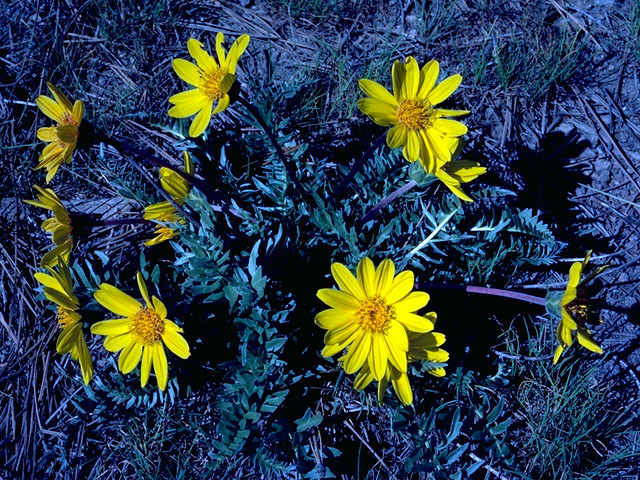 Balsamorhiza hookeri (Hooker's balsamroot) #16711