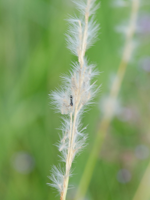 Bothriochloa longipaniculata (Longspike beardgrass) #42399