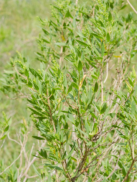 Iva frutescens (Jesuit's bark) #42447