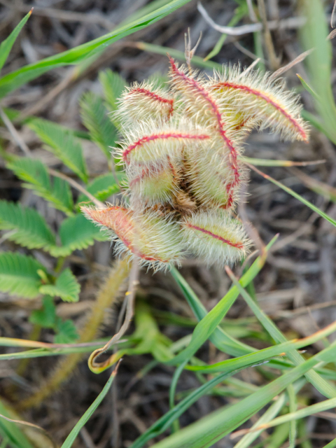 Mimosa hystricina (Porcupine mimosa) #42452