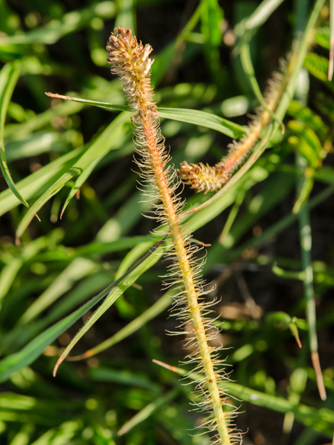 Mimosa hystricina (Porcupine mimosa) #42453