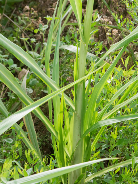 Setaria magna (Giant bristlegrass) #42503