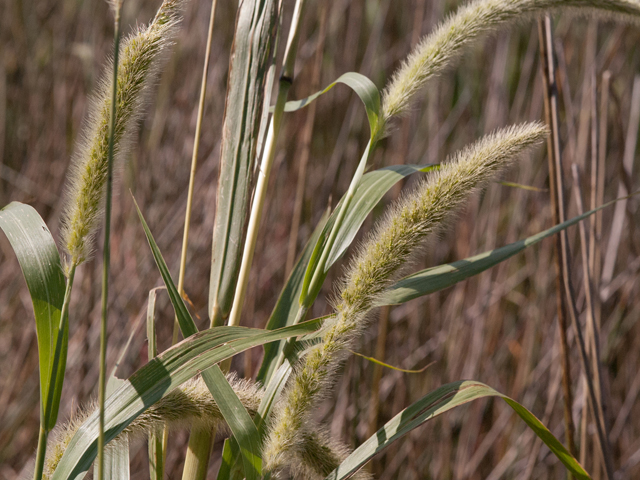 Setaria magna (Giant bristlegrass) #42505