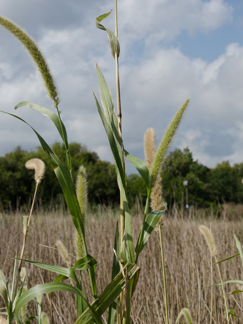 Setaria magna (Giant bristlegrass) #42506