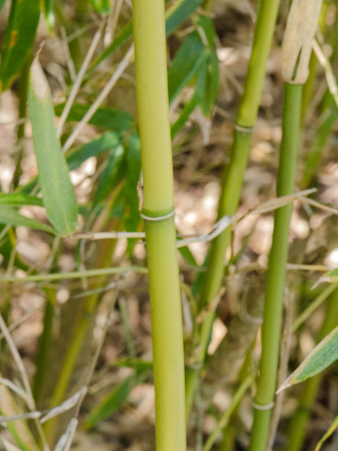 Arundinaria gigantea (Giant cane) #42932