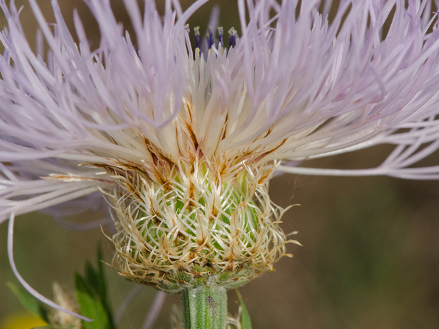 Centaurea americana (American basket-flower) #42948