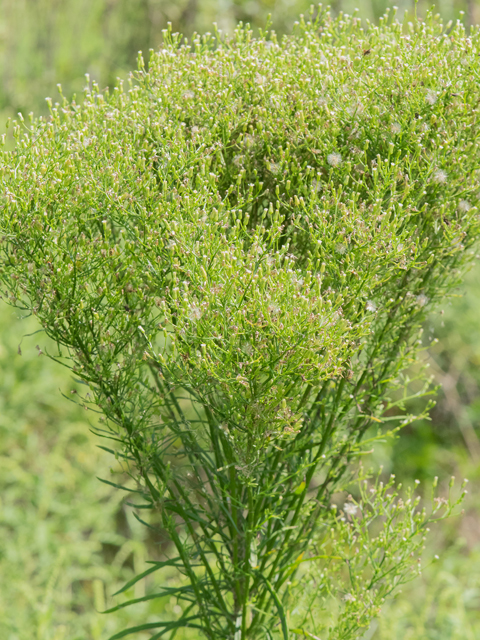 Conyza canadensis (Horseweed) #42971