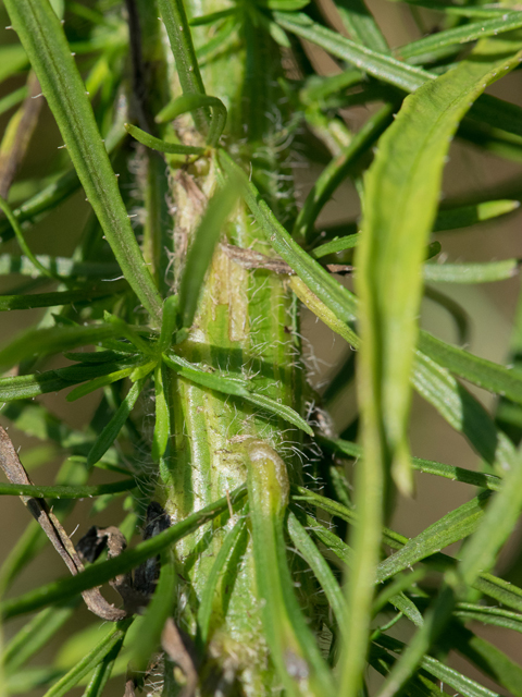 Conyza canadensis (Horseweed) #42974