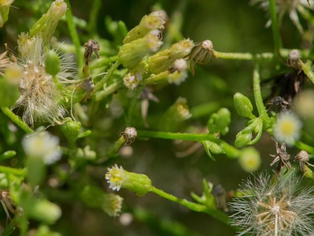 Conyza canadensis (Horseweed) #42975