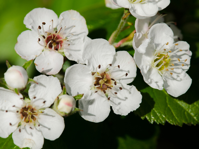 Crataegus viridis (Green hawthorn) #42977