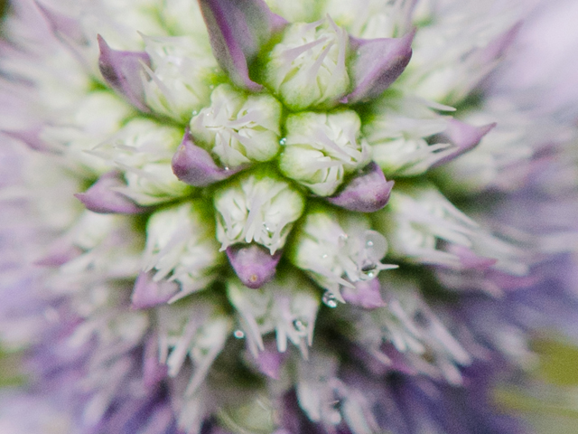 Eryngium hookeri (Hooker's eryngo) #42984