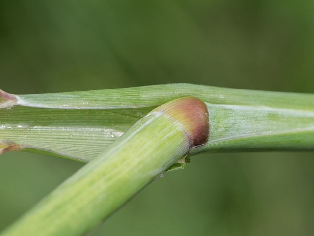 Panicum amarum (Bitter panicgrass) #43011