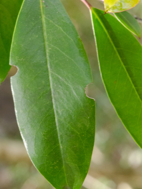 Prunus caroliniana (Carolina cherry-laurel) #43022