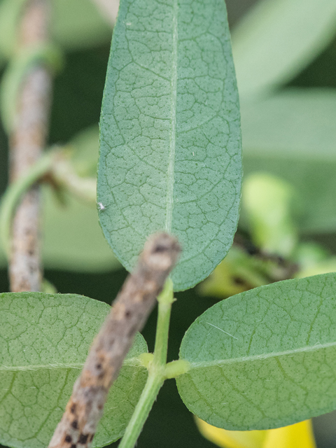 Vigna luteola (Hairypod cowpea) #43063