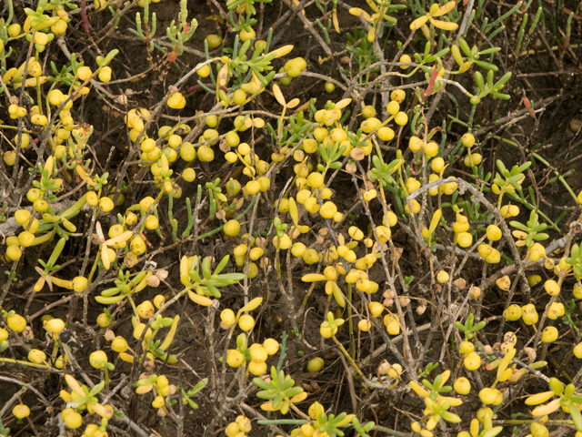 Batis maritima (Turtleweed) #43077