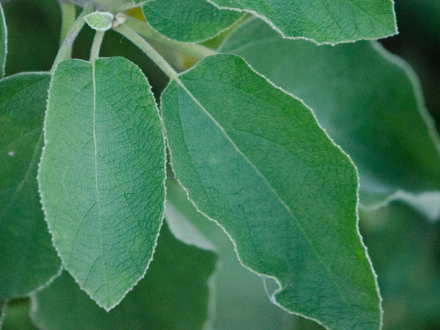 Cordia boissieri (Mexican olive) #43079