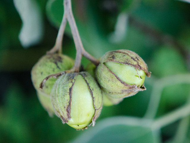 Cordia boissieri (Mexican olive) #43080