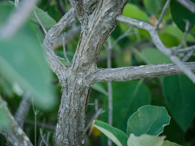 Cordia boissieri (Mexican olive) #43081