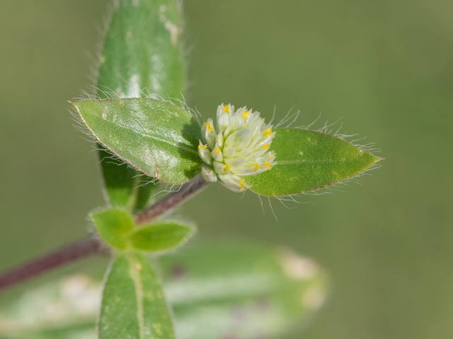 Gomphrena serrata (Arrasa con todo) #43092