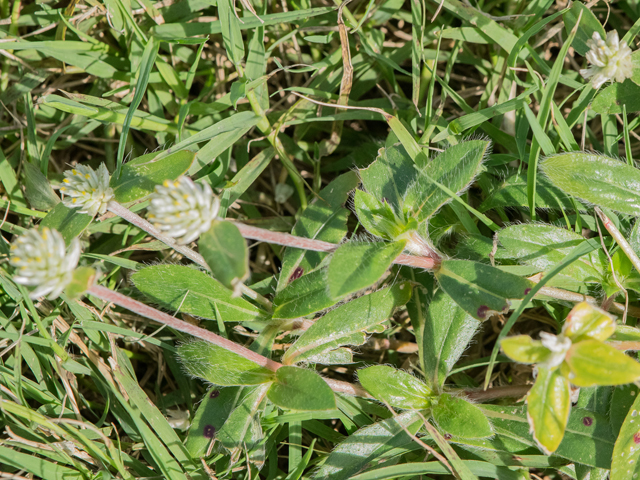 Gomphrena serrata (Arrasa con todo) #43093