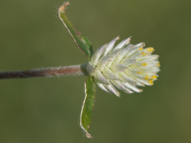 Gomphrena serrata (Arrasa con todo) #43094