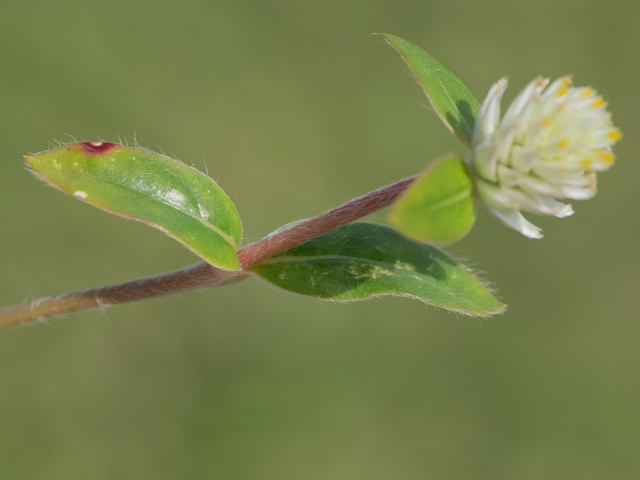 Gomphrena serrata (Arrasa con todo) #43095