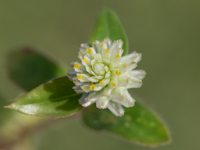 Gomphrena serrata (Arrasa con todo) #43096