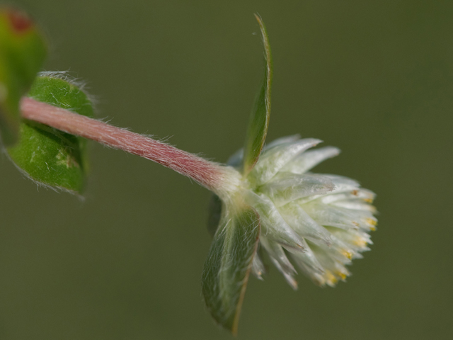 Gomphrena serrata (Arrasa con todo) #43097