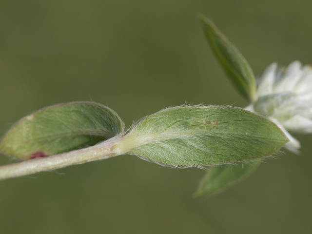 Gomphrena serrata (Arrasa con todo) #43098