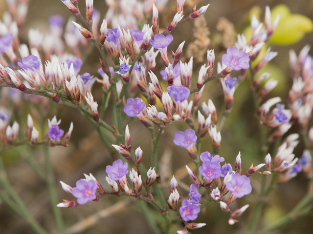 Limonium carolinianum (Carolina sealavender) #43106