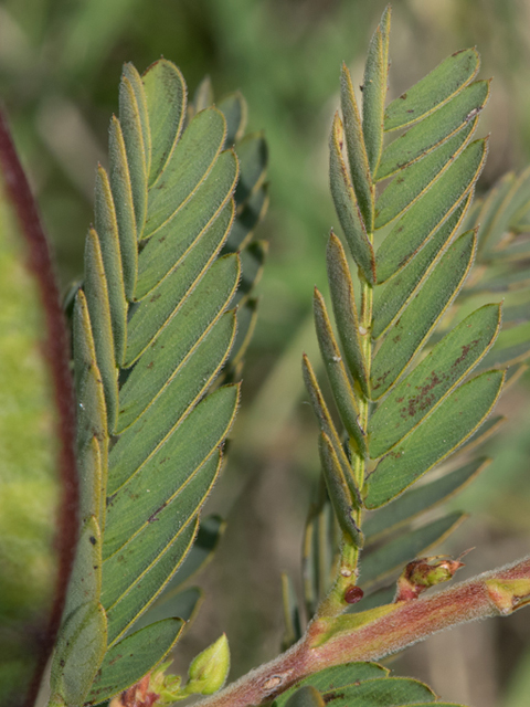 Chamaecrista fasciculata (Partridge pea) #46363