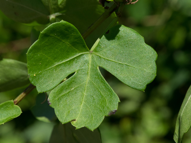 Cissus trifoliata (Cow-itch vine) #46369