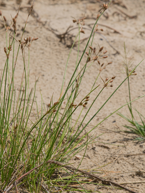 Fimbristylis castanea (Marsh fimbry) #46379