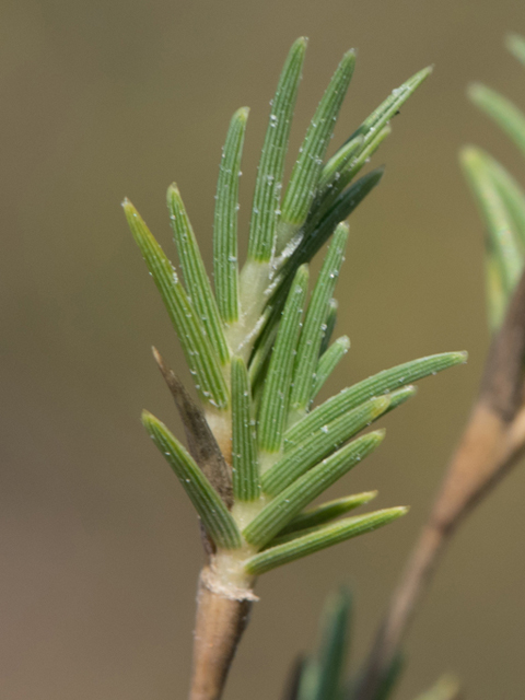 Monanthochloe littoralis (Shoregrass) #46404