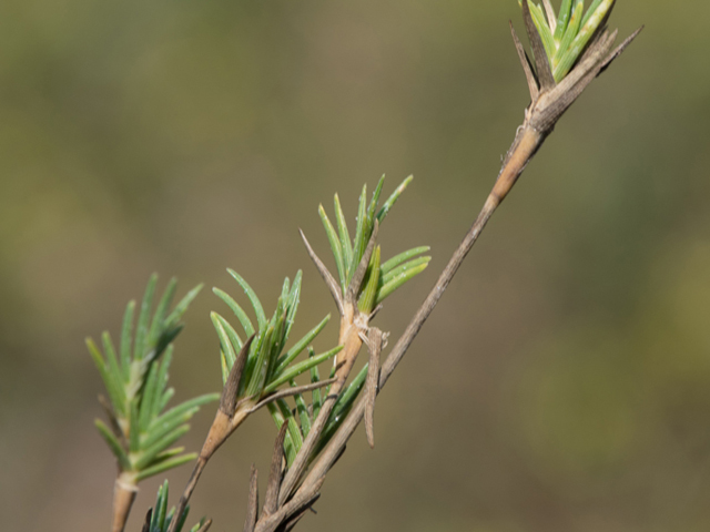 Monanthochloe littoralis (Shoregrass) #46405